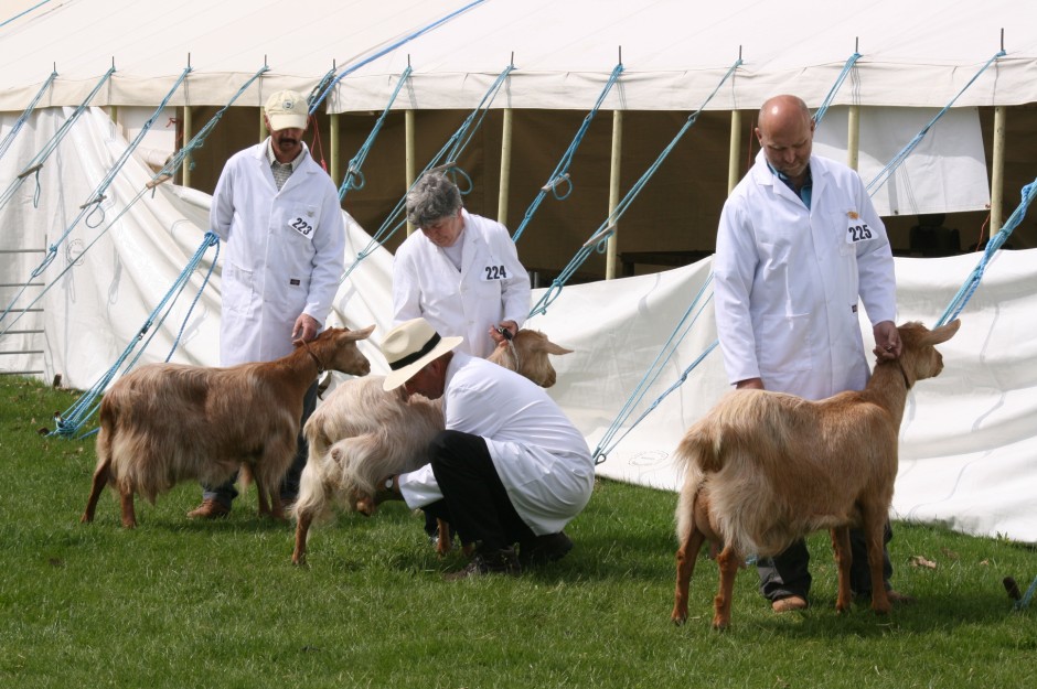 Shows - British Goat Society